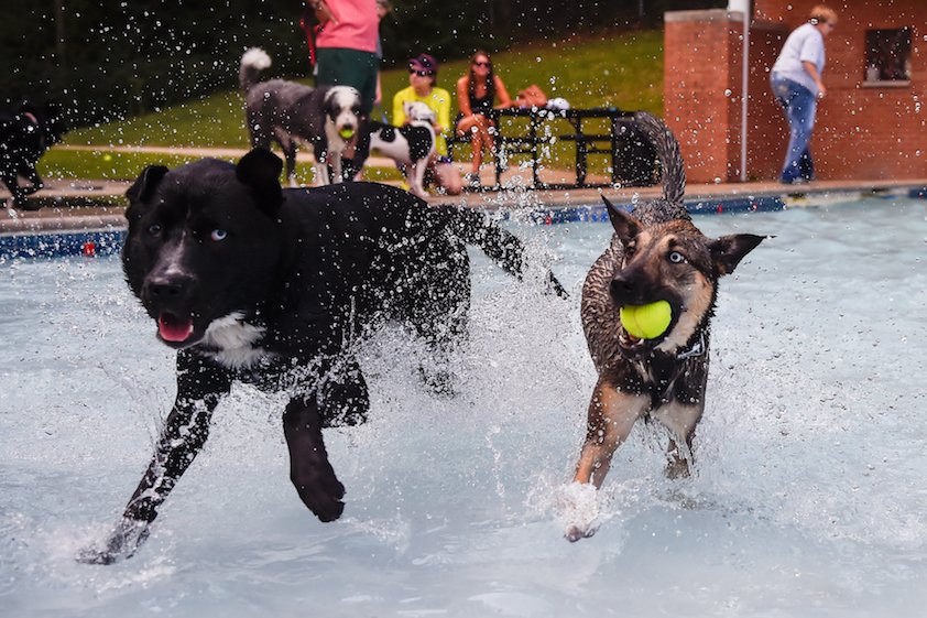 Two dogs (one has a tennis ball in their mouth) running in a shallow pool