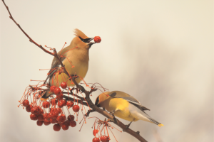 Two cedar waxwing birds eat berries on a tree