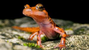 A red-spotted salamander strikes a proud pose
